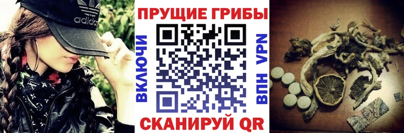 цены наркотик  Новохопёрск  Псилоцибиновые грибы Psilocybe 